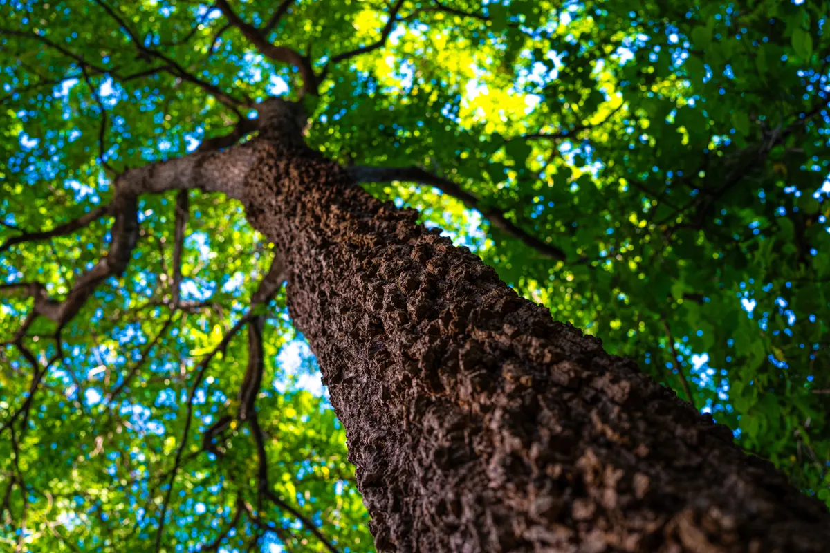A fákról rendkívüli legendák szólnak.