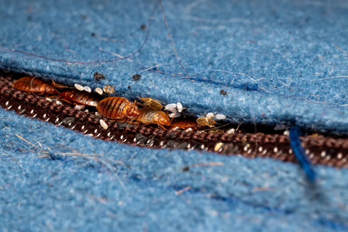 Bed,Bugs,In,A,Matress,Seam