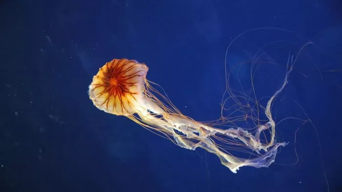 Fenyegető veszély a francia atomerőműnél