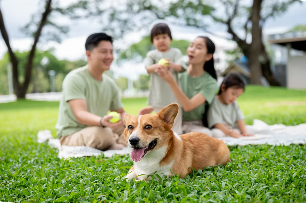 családi utazás, vidám család piknikezik, corgi a fűben