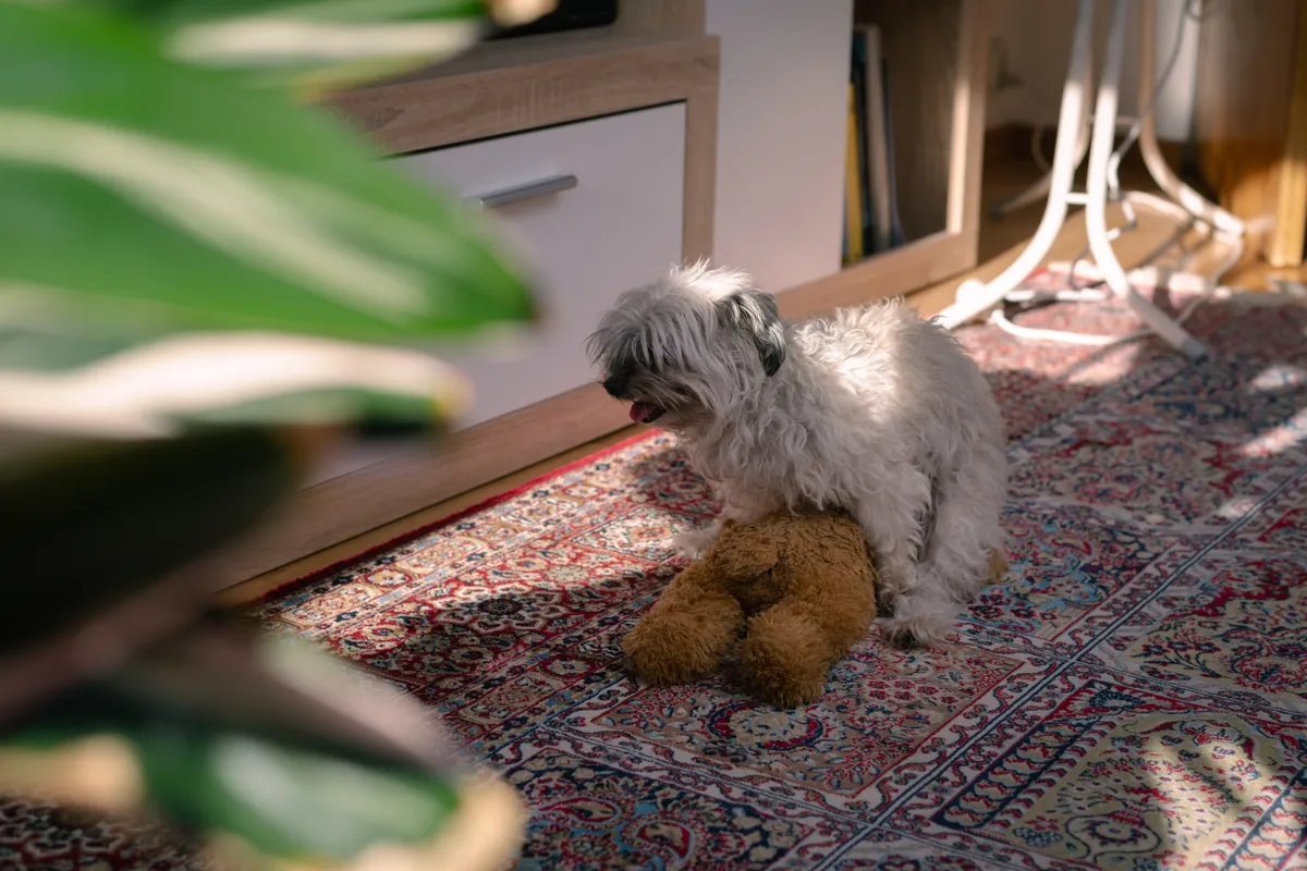 Plüssállattal vagy tárgyakkal közösül a kutya.