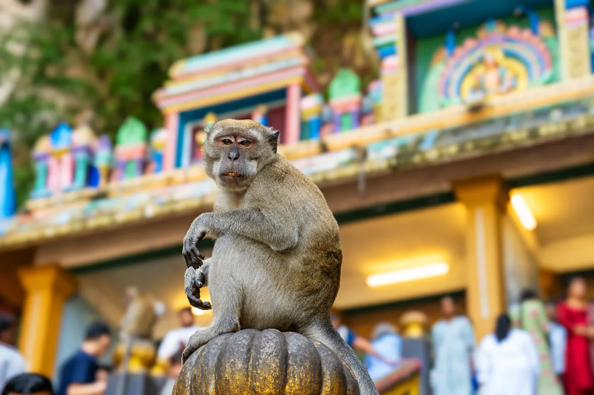 Curious,Monkey,Sits,On,A,Decorative,Post,At,Batu,Caves