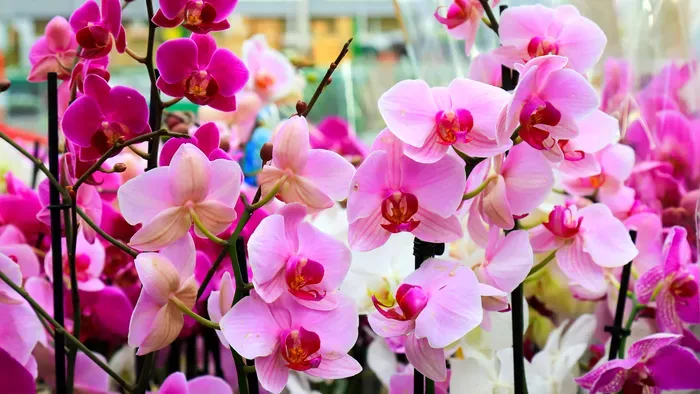 Orchidea gondozása: ezt csináld, hogy mindig virágozzon