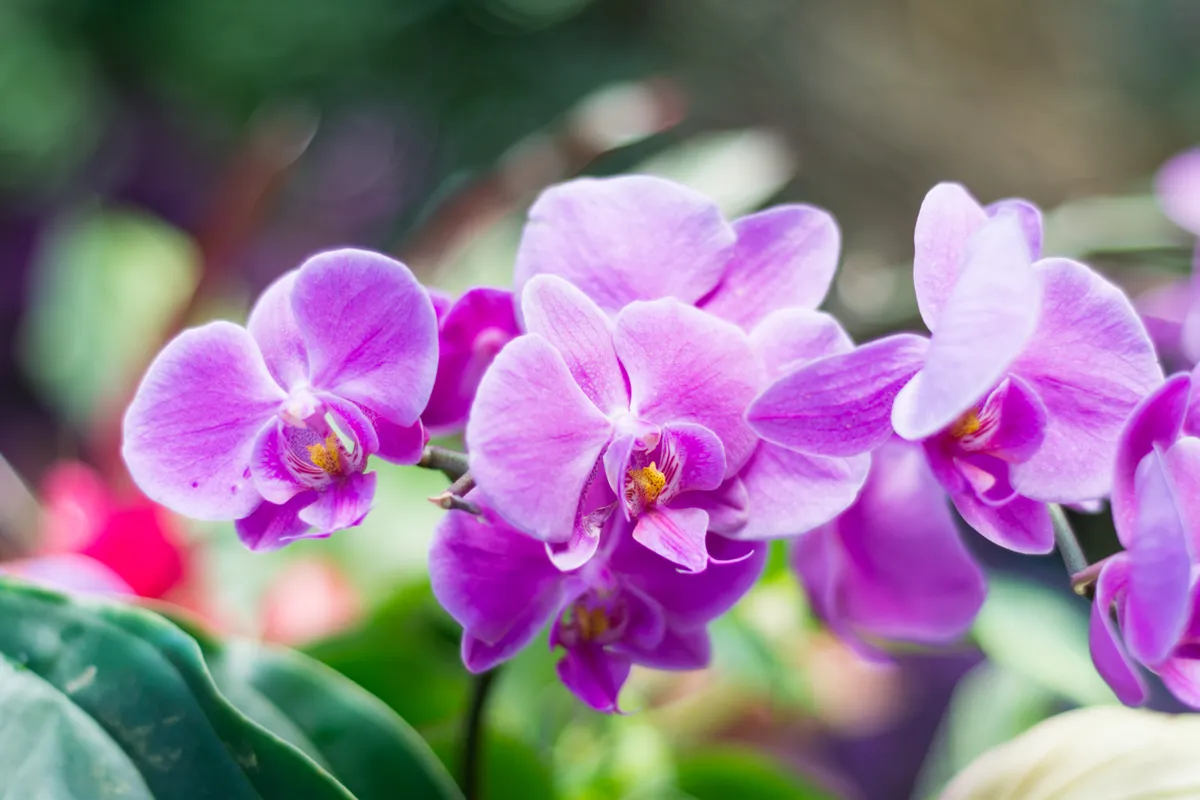 Egy virágzó orchidea