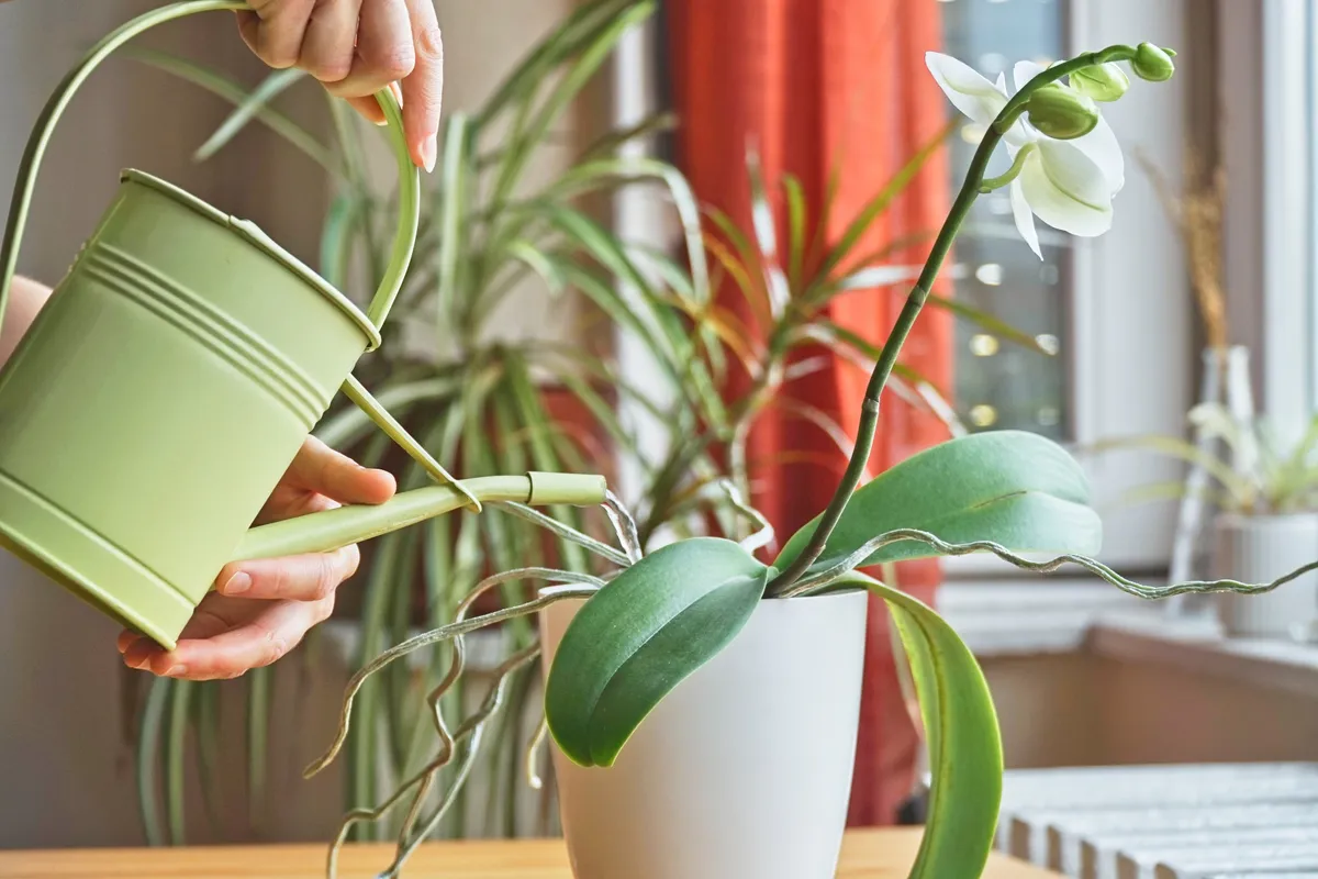 egy asztalon áll egy orchidea amit öntöznek kannából