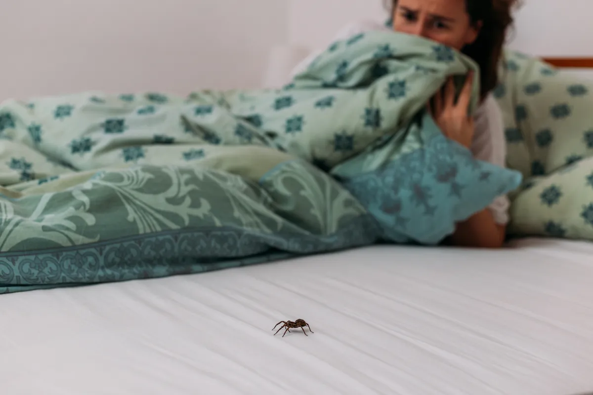 Egy ágyban mászó póktól megrémülő nő a takaró alá bújva