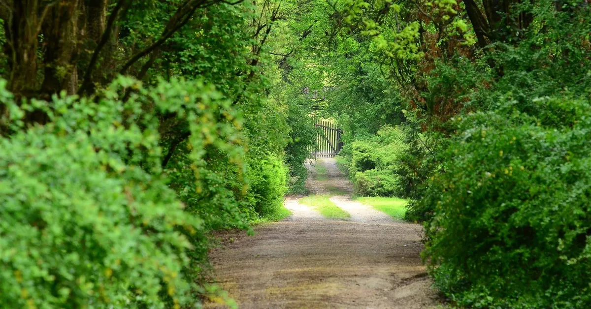 Ösvény a Budakeszi Arborétumban