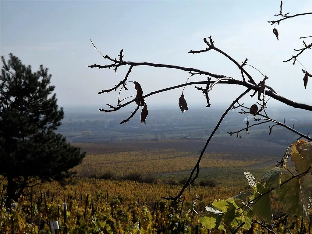 Monok környéke, a Tokaj-Hegyalja a szőlőkkel