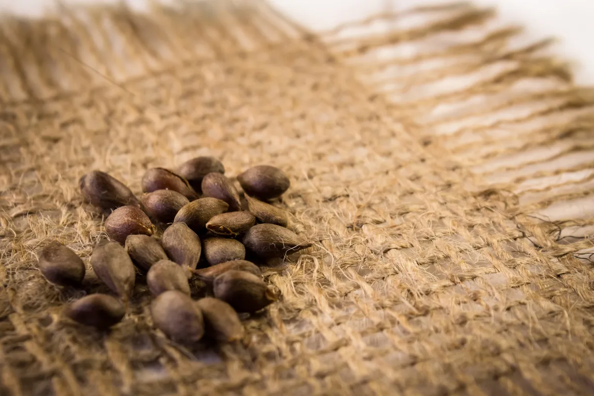 Az almamag veszélyes lehet az egészségre. 