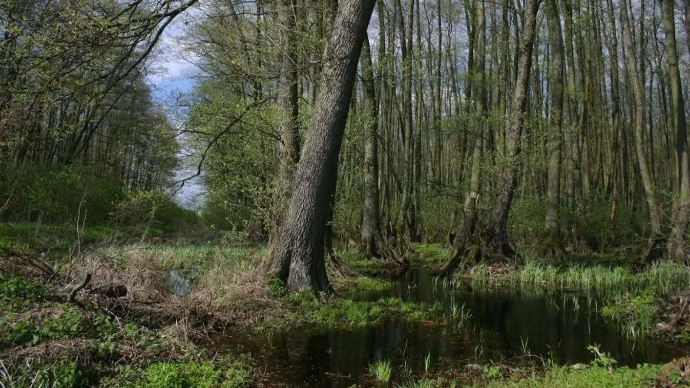 A magyar Maugli legendája – Hany Istók valóban élt, története pedig misztikusabb, mint gondolnád