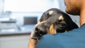 Ezért figyelj oda, ha tárgyakkal közösül a kutya