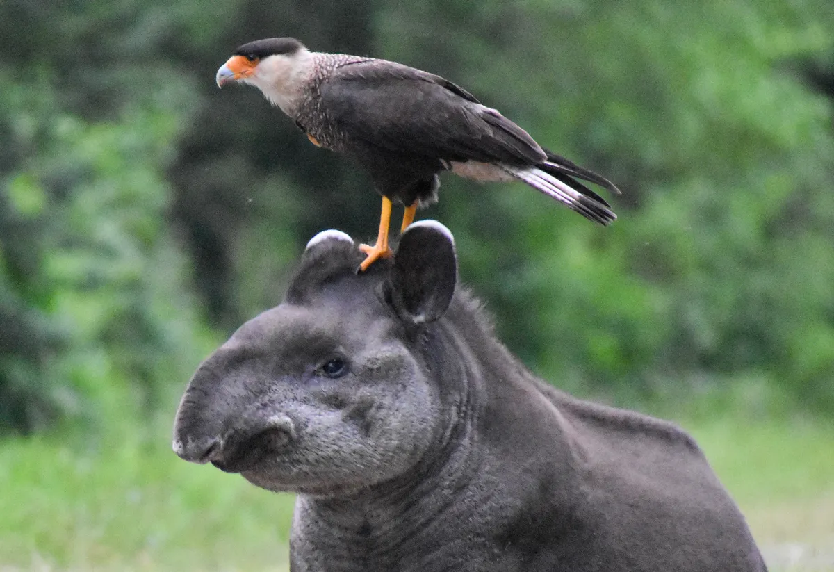 Állatok világnapja: közönséges tapír fején egy Caracarával