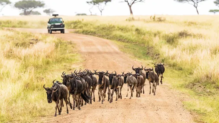 Közvetlen járatot indít Kenyába az IBUSZ