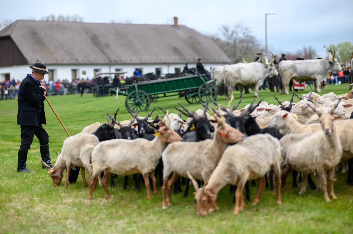 pásztor juhokat legeltet Hortobágyon