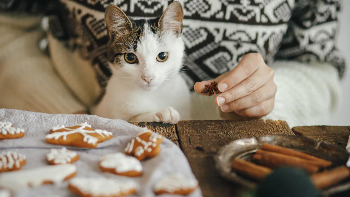 Macska számára mérgező karácsonyi ételek, mint a mézeskalács