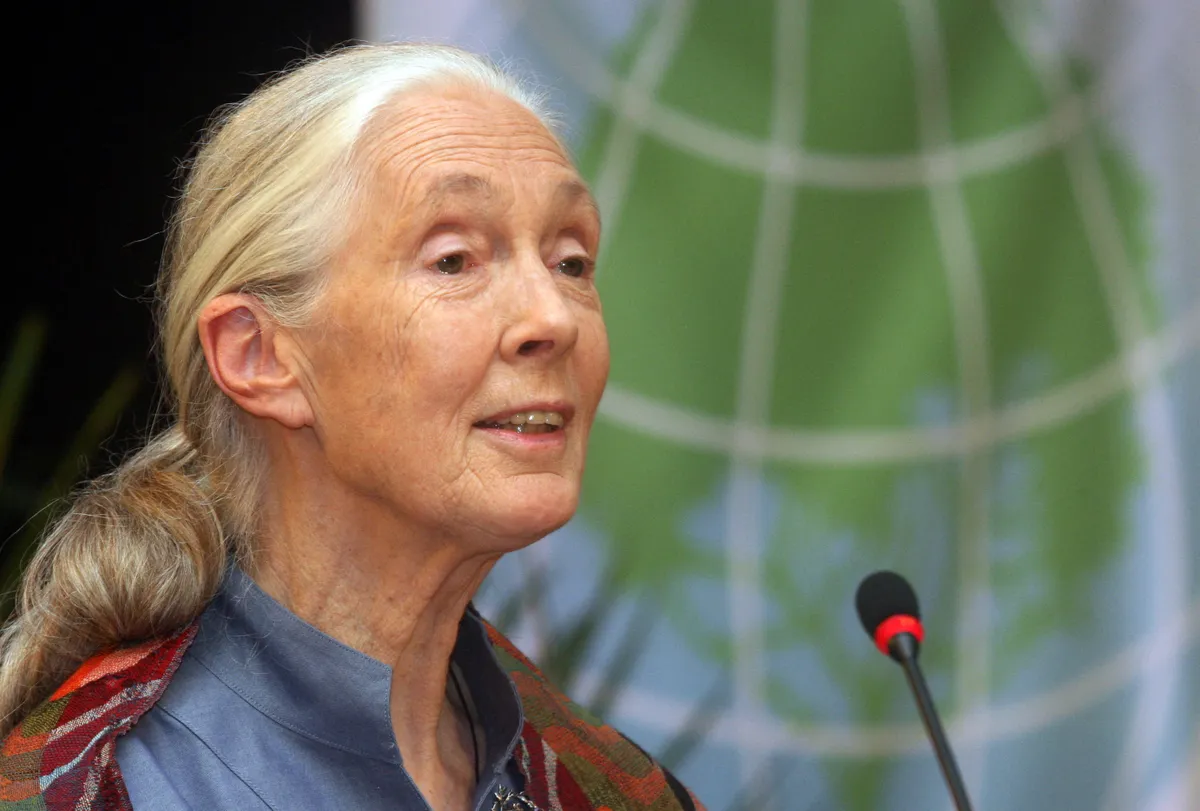 Jane Goodall előadást tart