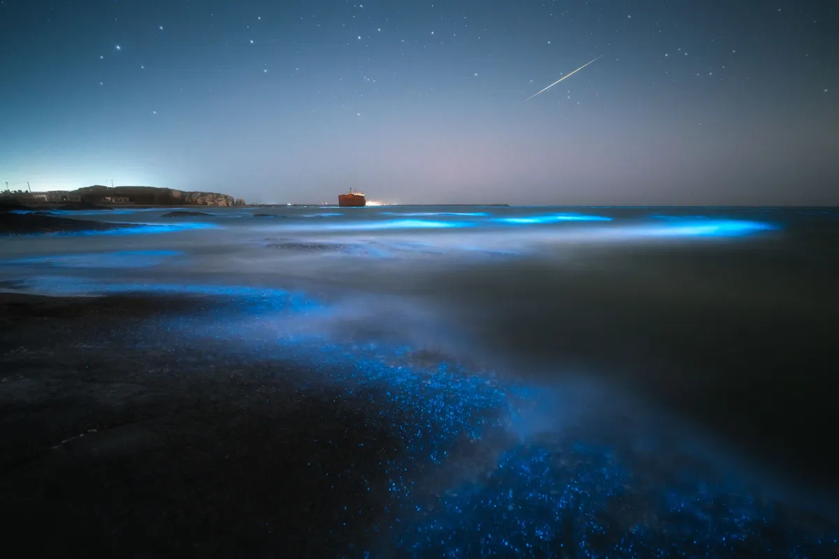 fitoplanktonok biolumineszcens aktivitást mutatnak