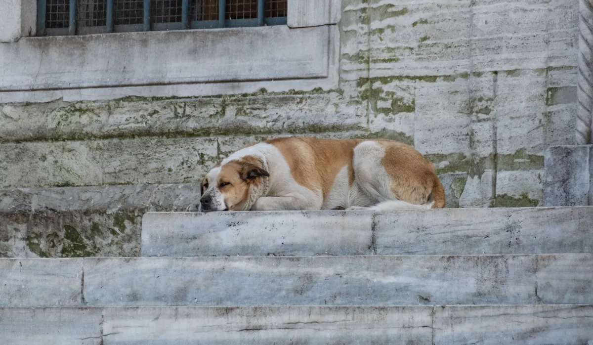 Ha kóbor kutyát találsz próbálj róla gondoskodni