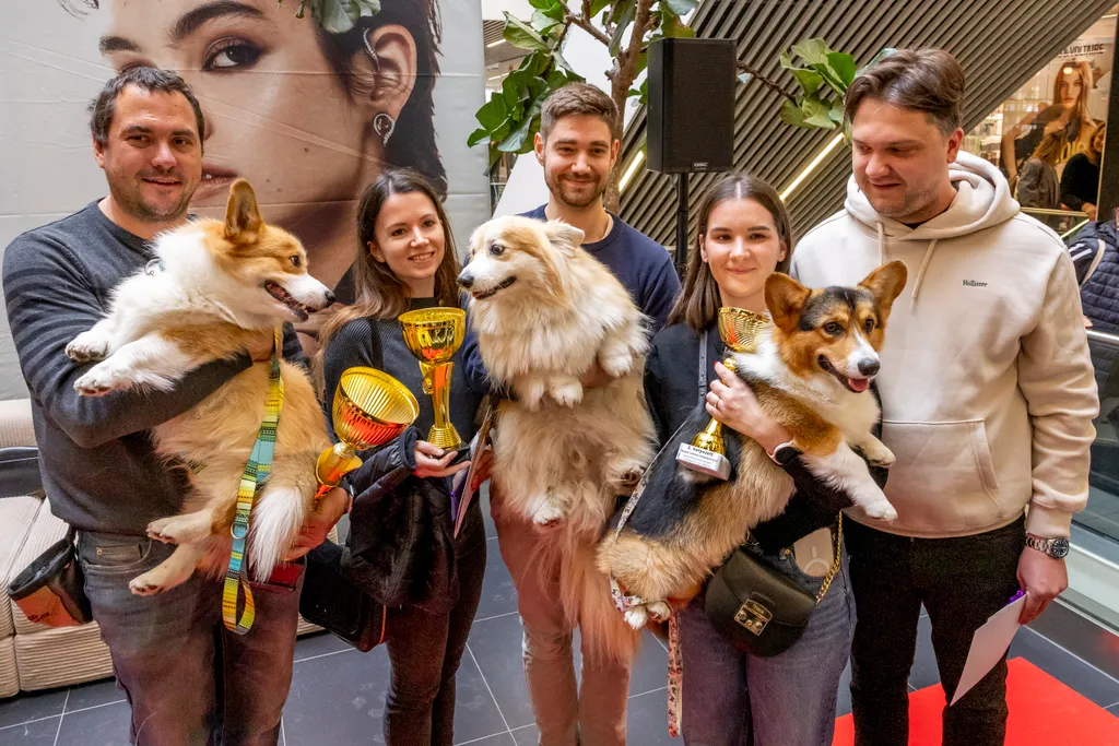 Corgi találkozó