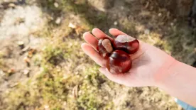 Ezért ne dobd ki a gesztenyét: zsíroldásra és takarításra is kiváló