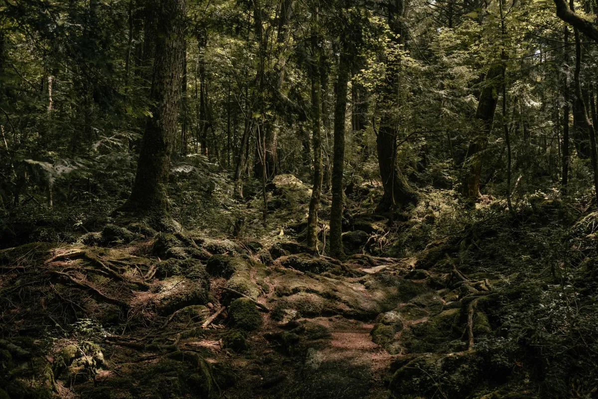 Aokigahara erdő