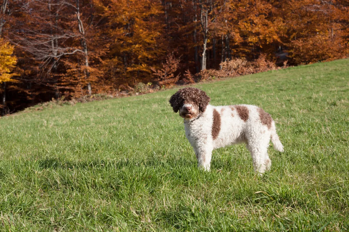 októberi programajánlónkban a szarvasgomba kereső lagotto kutyák is helyet kapnak