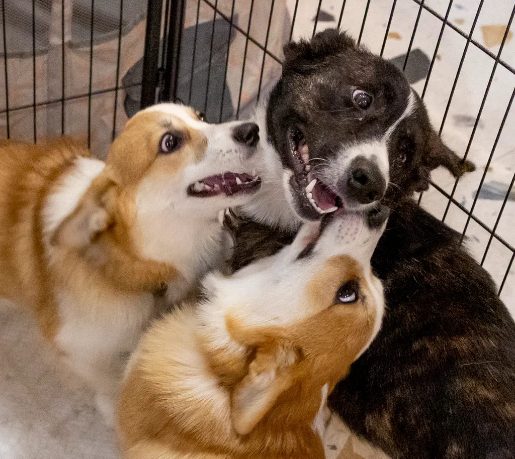Corgi találkozó