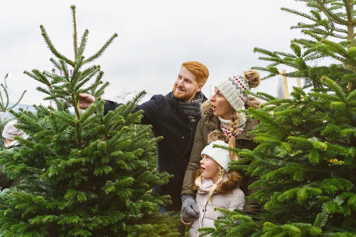 Karácsonyfa vásárlás
