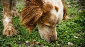 Fő az óvatosság: ezek az őszi növények megmérgezhetik a kutyádat!