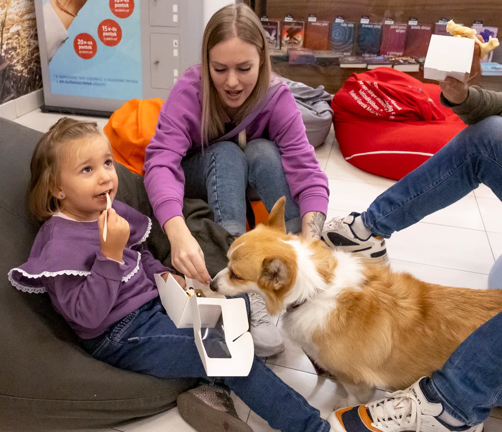 Corgi találkozó