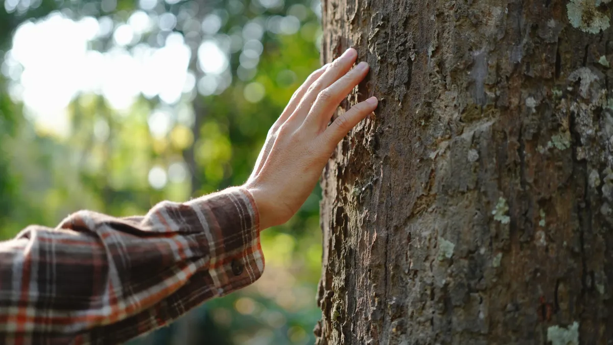 Human,Hands,Touching,Tree,Green,Forest,In,Tropical,Woods,,Hug