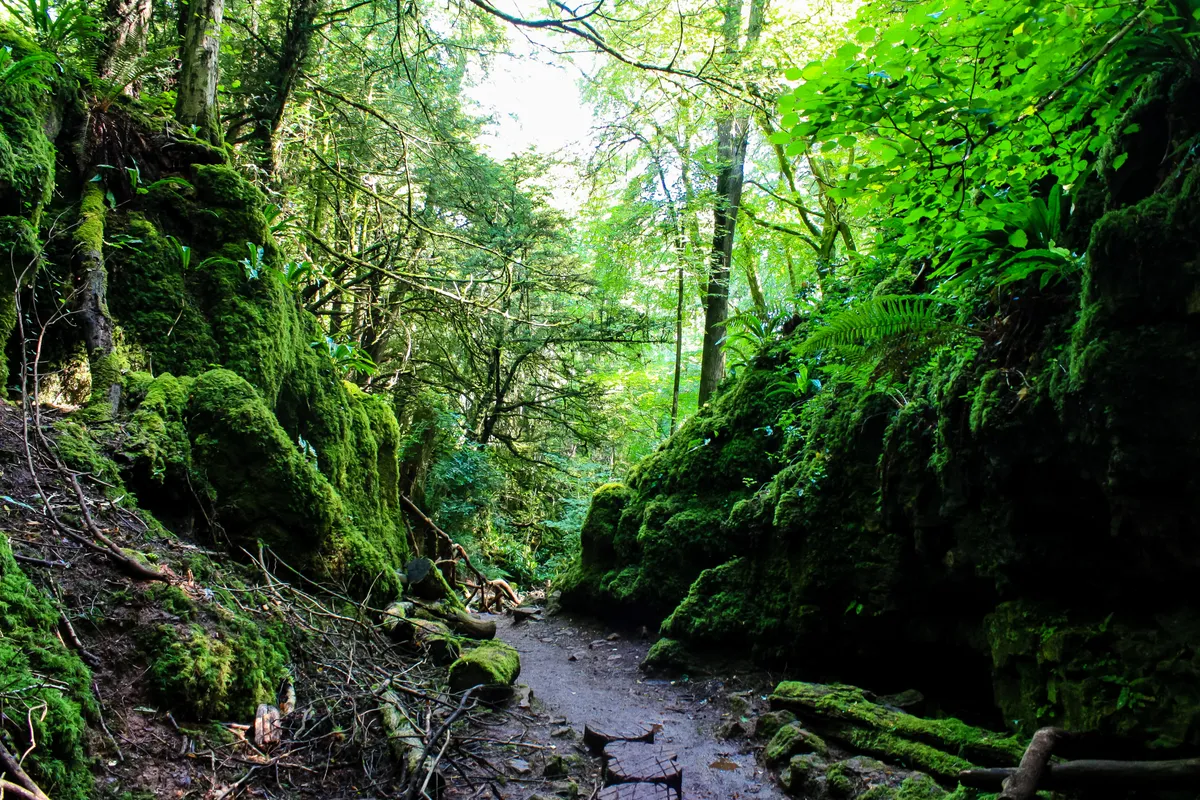 Puzzlewood mesebeli erdeje filmforgatások helyszíne volt