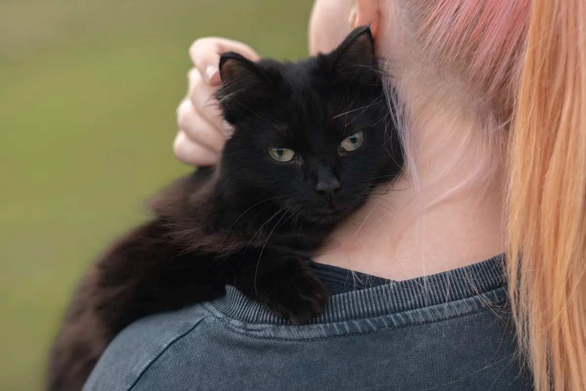 fekete macska fekszik egy nő nyakában