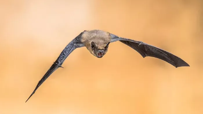Riadót fújtak: újabb világjárvány küszöbén állhatunk
