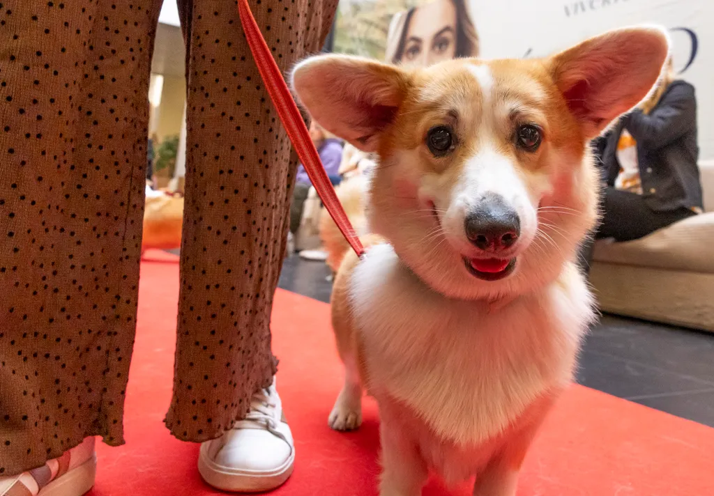 Corgi találkozó