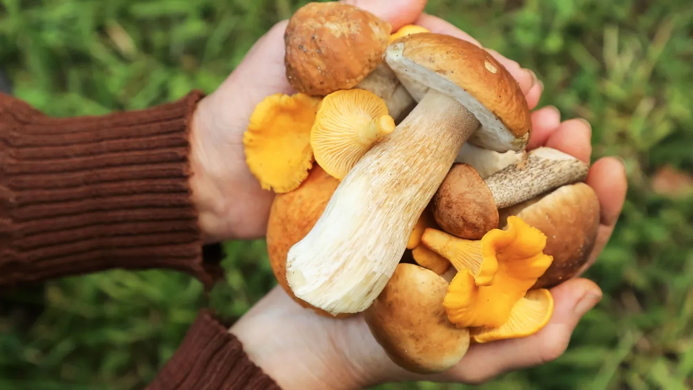 A gomba nem csak a csontodat erősíti – Nem fogod elhinni, mit tesz a testeddel