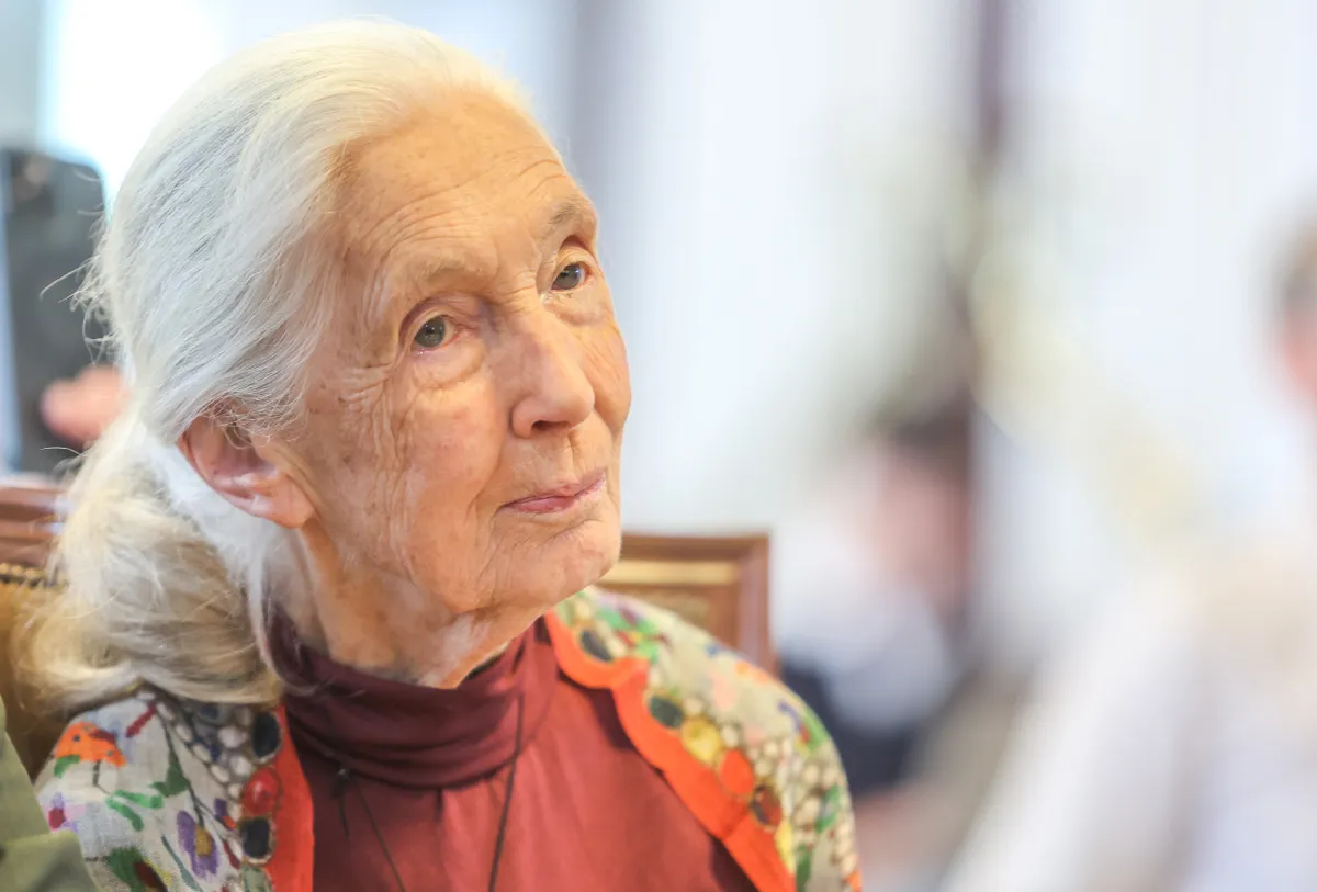 jane goodall