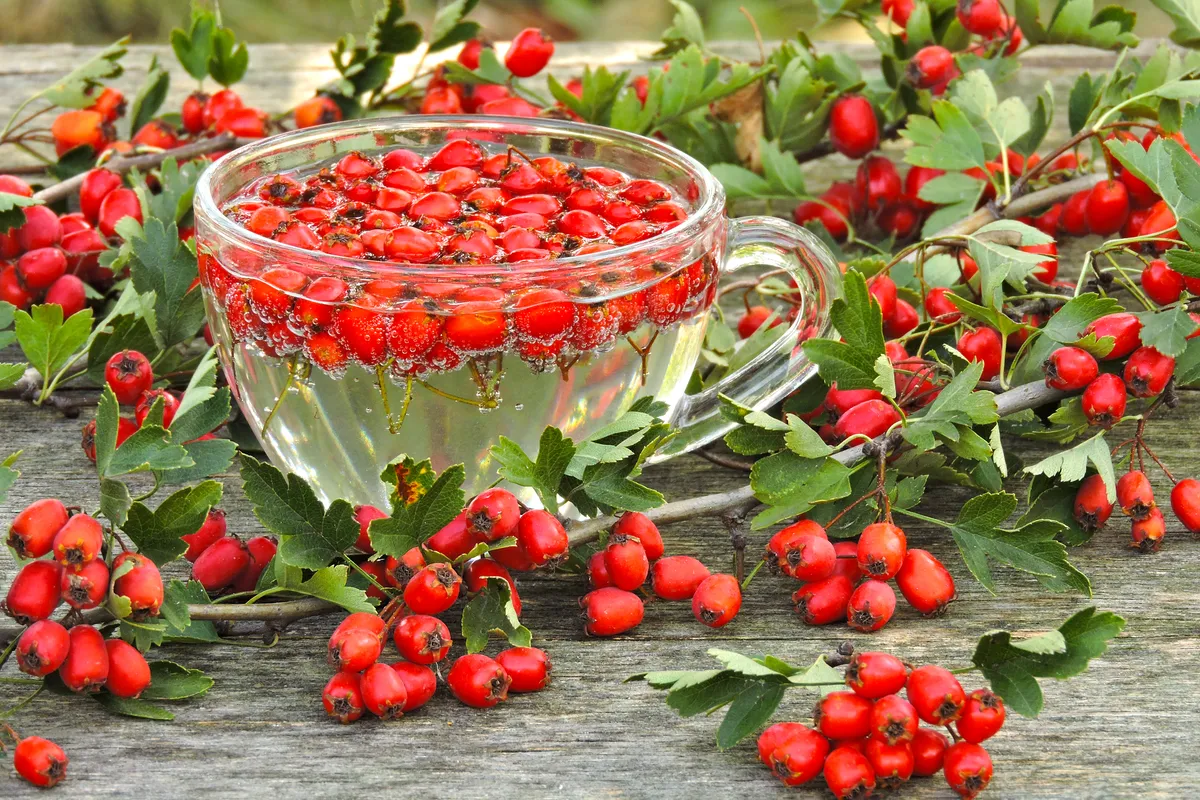 Galagonya tea