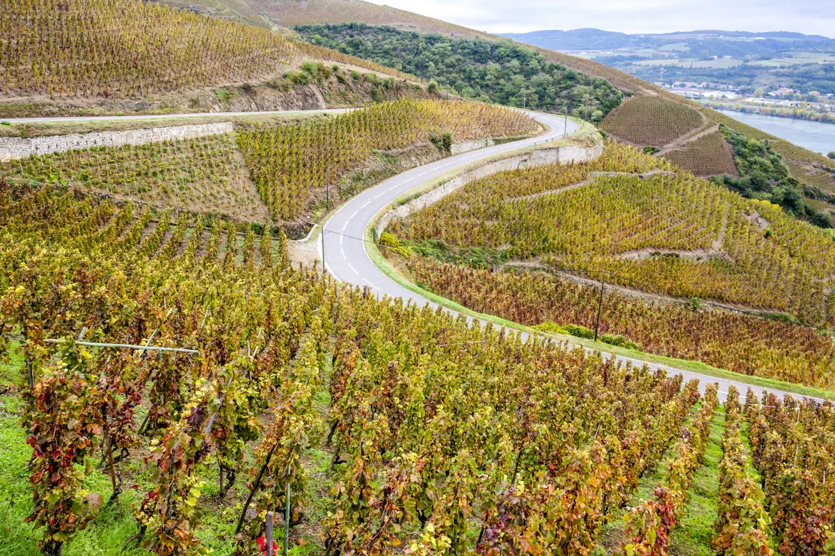 Az elzászi borút, a  Chemin des Grands Crus kedvelt gasztronómiai úti cél