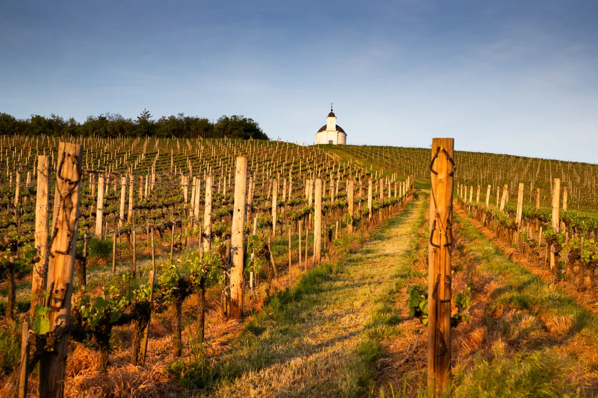 A Tokaj melletti Tarcal szőlői kápolnával