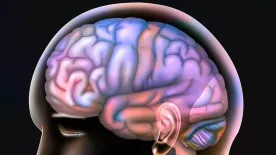 Tényleg csak a 10 százalékát használod az agyadnak? Ebből a kvízből kiderül