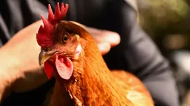 Mi volt előbb, a tyúk vagy a tojás? Itt a hivatalos magyarázat