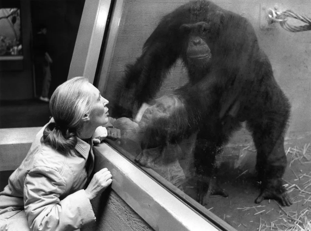 Dr. Goodall kutatásai során tanulmányozta a csimpánzok közösségi struktúráját és az egyes csimpánzok közötti társadalmi kötelékeket. 