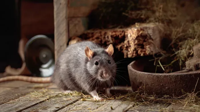 Patkányok elleni védekezés napelemmel