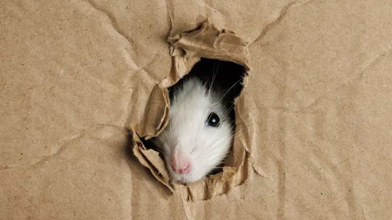 Egerek a házban – Most mit tegyünk?