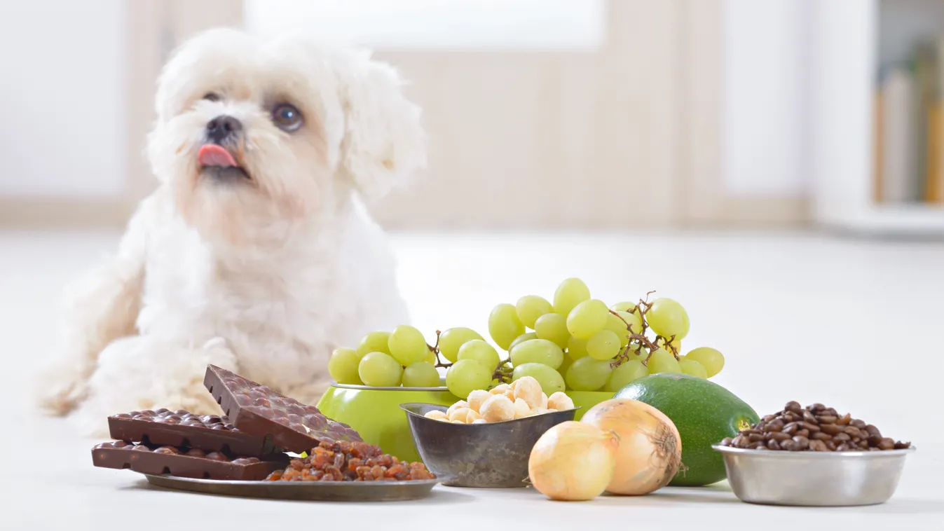 Kutyák számára mérgező karácsonyi ételek