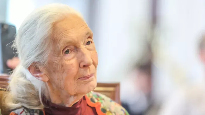 Elhunyt Jane Goodall, a világ leghíresebb csimpánzkutatója