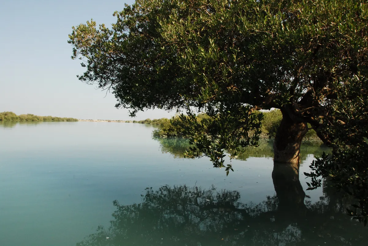 Az iráni Qeshm-sziget mangroe-erdeje