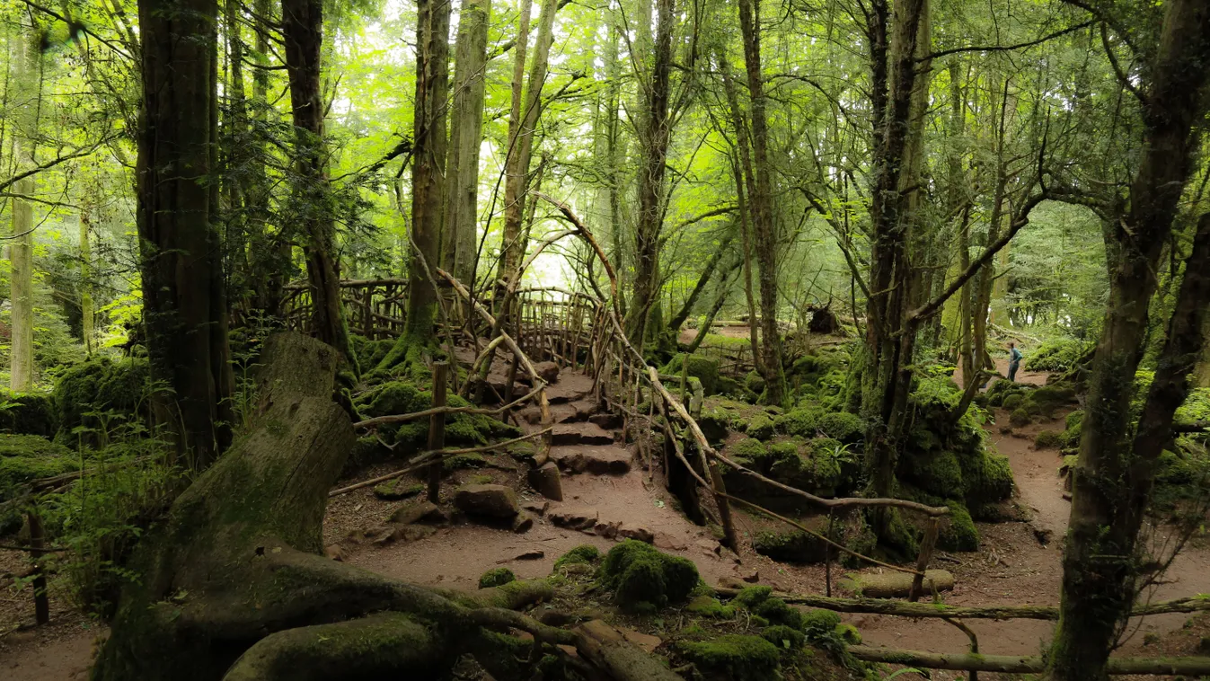 Puzzlewood egy igazi mesebeli erdő Angliában