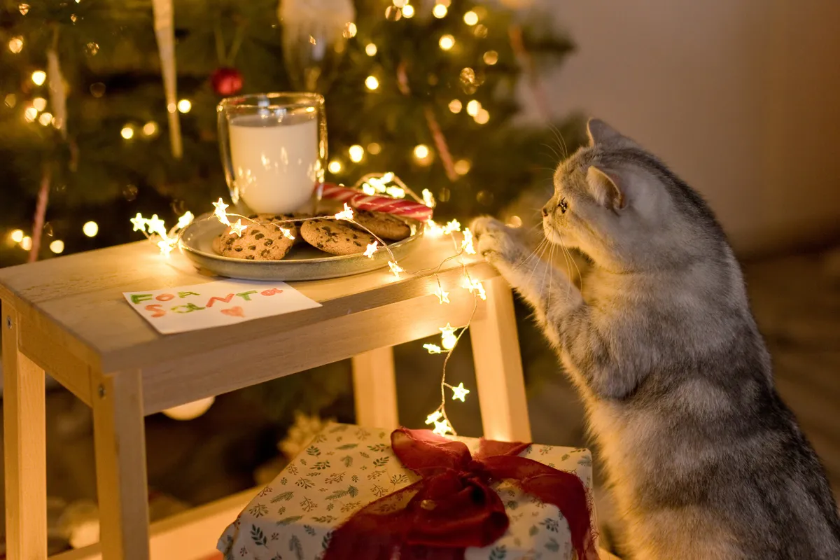 Csokis keksz mint a macskák számára mérgező karácsonyi ételek egyike